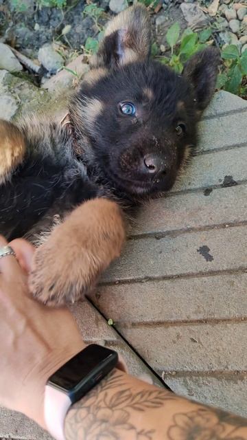 Пузик арбузик #funnyanimal #puppy #nature #животные смотреть онлайн