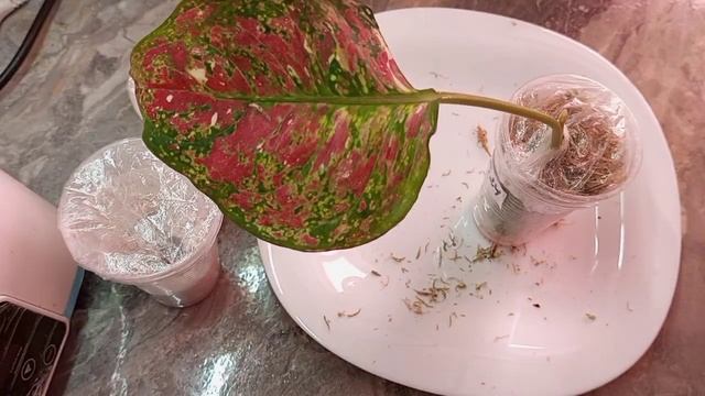 Пеньки аглаонем/спасаем Red Zirkon #аглаонема #aglaonema #аглаонемы