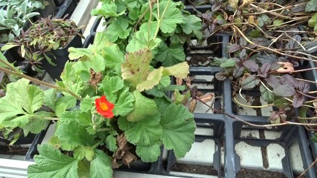 Geum coccineum ´Koi´ смотреть онлайн