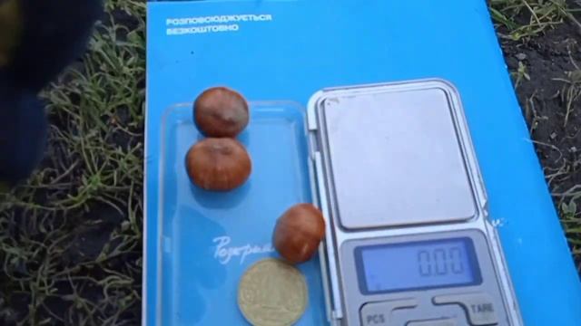 фундук Трапезунд Сигнальний горіх 2023 смотреть онлайн
