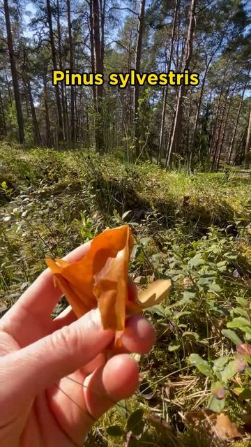 The bark of Scots Pine 🤏🌳 смотреть онлайн