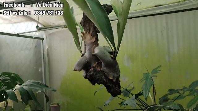 Cây Giống ổ Rồng Alcicorne - Platycerium Alcicorne