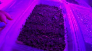 Первые всходы по эксперименту