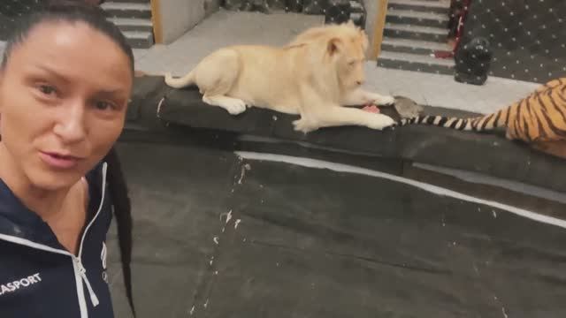 Вопрос-Ответ (ТигроМания Tigromania)