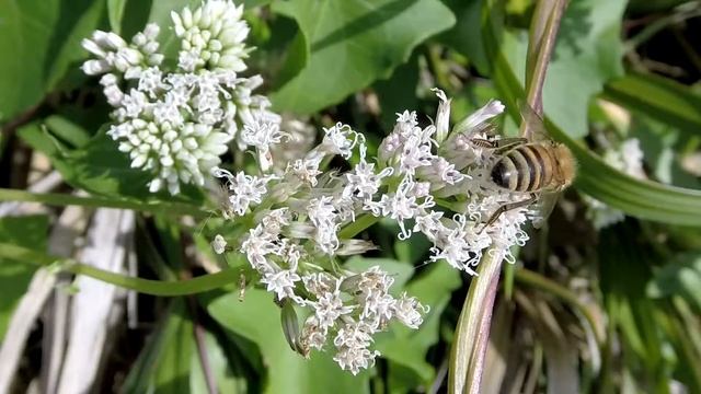 Bee doing bee stuff on Climbing Hempweed Mikania scandens смотреть онлайн