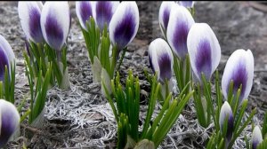 ВЕСЕННЕЕ ПРОБУЖДЕНИЕ ПРИРОДЫ...