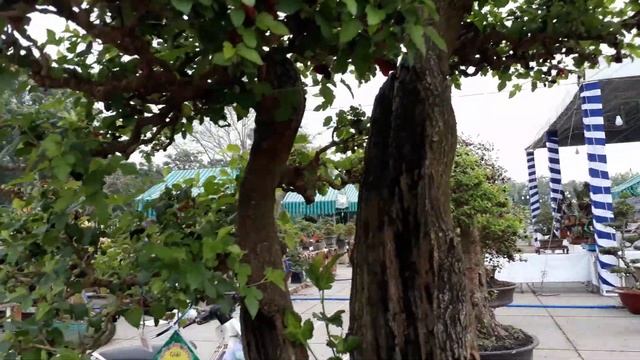 Mulberry Bonsai tree in Vietnam смотреть онлайн