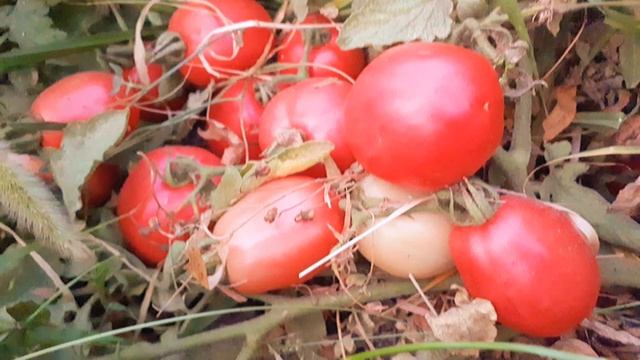 Помидоры розовые #vidioshorts #tomato #tomatoes #помидоры #gardening #garden смотреть онлайн