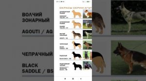 Поговорим об окрасах восточноевропейской овчарки.