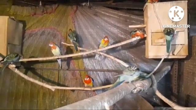 ROSELLA PARROT PROGRESS VIDEO ROSELLA PARROT KA CHICKS NAX BOX SE 35 DAYS ME NIKAL AYA смотреть онлайн