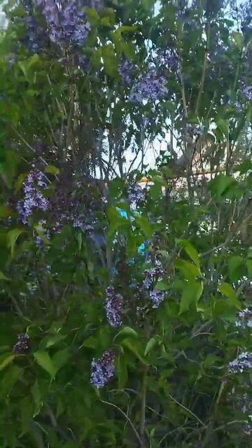 ЦВЕТËТ СИРЕНЬ смотреть онлайн