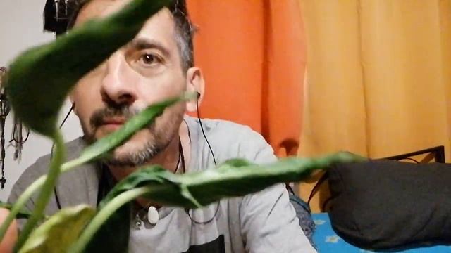 Epipremnum Shangri-la @psychoplantes_shop