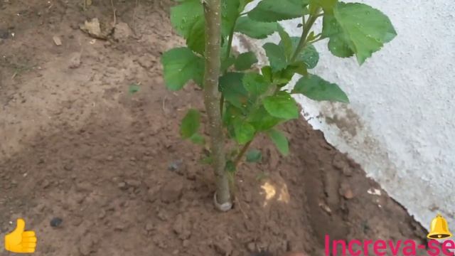 Batata-do-doce:ipomoea batatas. смотреть онлайн