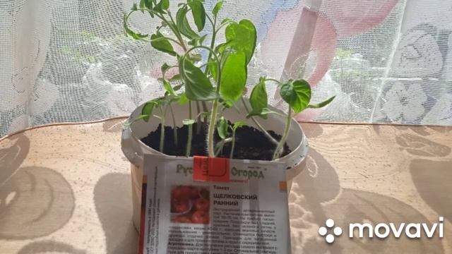 Рассада томатов через 30 дней.№2 смотреть онлайн