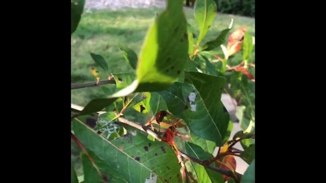 Nyssa sylvatica смотреть онлайн
