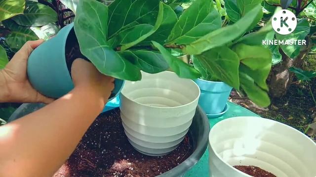 HOW TO REPOT YOUR FIDDLE LEAF FIG/ BEST SOIL MIX FOR YOUR Fiddle Leaf Fig/ anahardinera смотреть онлайн