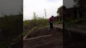 Посадка картофеля сорт Уника, обычным способом.11 мая 2023 г