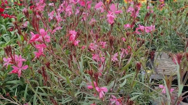 15 Best Ornamental Filler Plants For Colorful Landscaping | Best Ornamental Plants Front Yard смотреть онлайн
