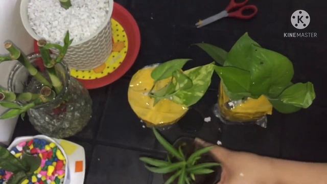 UNBOXING GOLDEN POTHOS, JADE POTHOS (MONEY PLANT) & SPIDER PLANT | INDOOR & OUTDOOR PLANTS смотреть онлайн