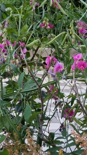 Полет огромной фиолетовой пчелы-плотника вокруг крупного цветка смотреть онлайн