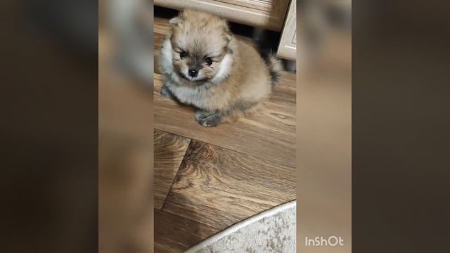 Омск Померанский шпиц смотреть онлайн