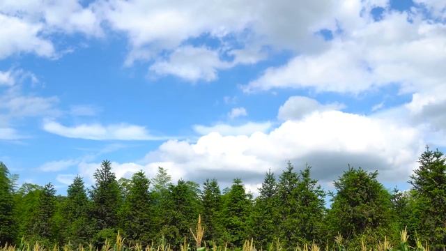 老王有李:老两口捡2朵原生态竹荪,拿回家给90岁母亲做排骨竹荪汤 смотреть онлайн