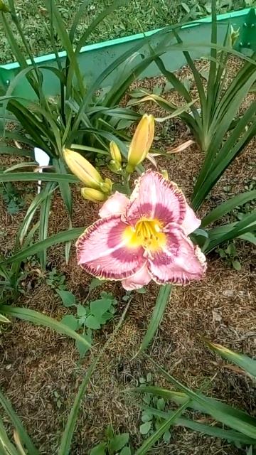 лилейник(5) смотреть онлайн