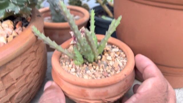 Orbea variegata смотреть онлайн