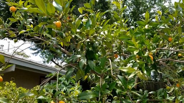 Pitomba Harvest Begins