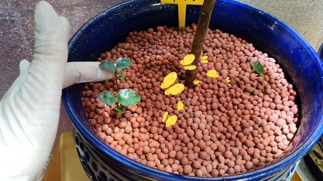 천냥금.만냥금.백냥금.산호수.잎과 가지로 구분하는법 알려드려요 смотреть онлайн