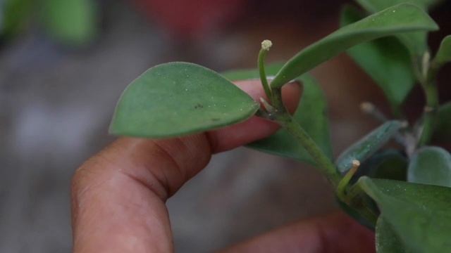 HOYA HUNTING, HAUL, COLLECTION & FOR SALE OR TRADE , Collective Houseplants смотреть онлайн