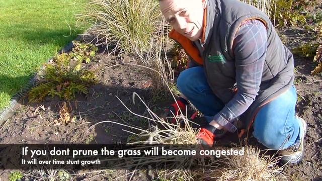 How to Prune Ornamental Grasses смотреть онлайн