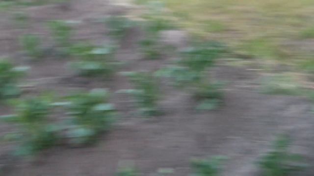 12.06.2023 картоха и всё остальное после ночных заморозков. смотреть онлайн