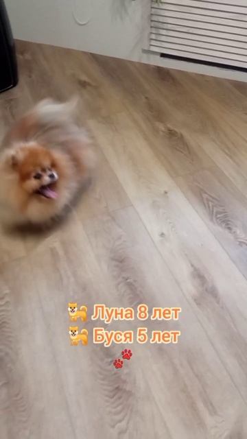 🐕 Мини шпицы Луна 5 лет и Буся 8 лет, чистим зубки раз в пол года, давно уже знакомы