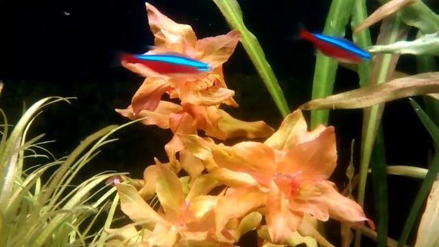 Rotala Macandra смотреть онлайн