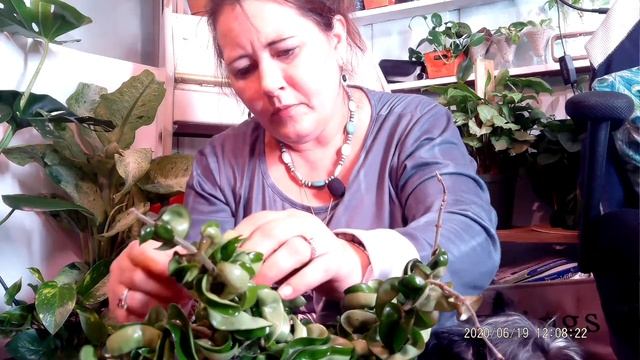 How to Care for a Hoya Carnosa Compacta Hindu Rope (and clean one)!!! And how to promote blooms! смотреть онлайн