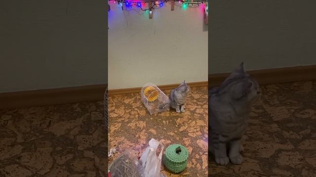 Уборка у хомяка 🐹 смотреть онлайн