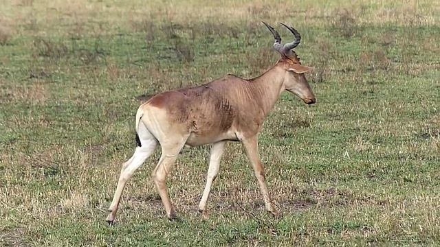 Antilope bubal marchant смотреть онлайн