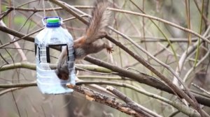 Белка - мародёр )