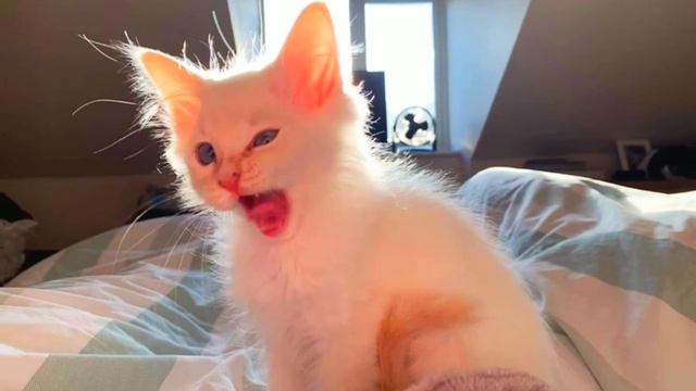 Лекторский райский райский остров