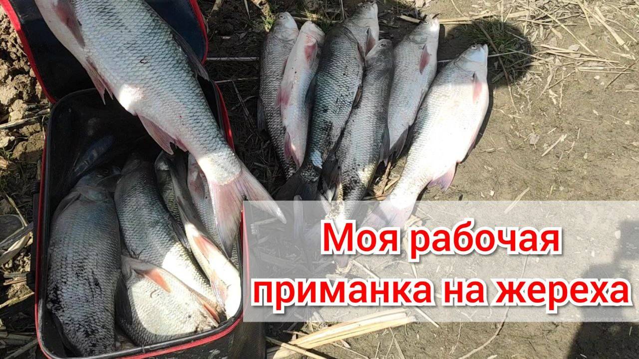 Самая рабочая приманка на жереха. Ловля жереха смотреть онлайн