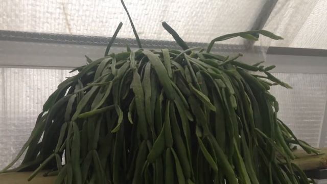 Hoe Te Verzorgen RHIPSALIS EPIFYTISCHE Cactussen смотреть онлайн