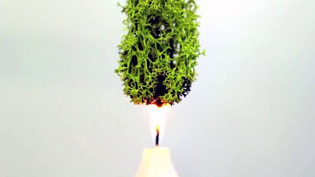 Стабилизированный мох Foreverroses смотреть онлайн