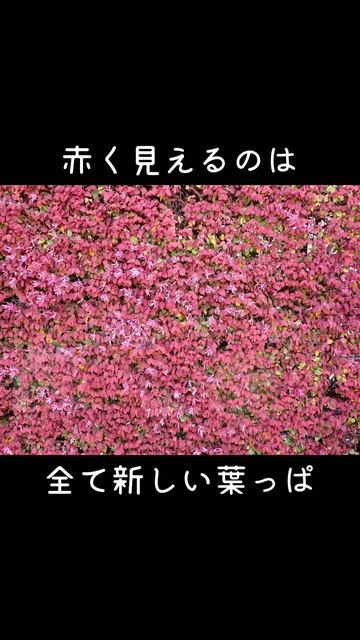 30秒植物紹介【トキワマンサク】 смотреть онлайн