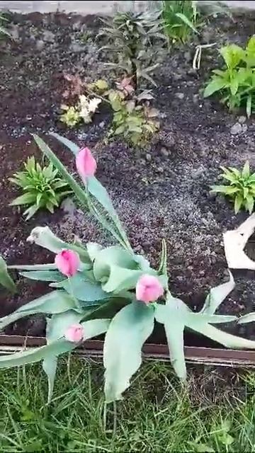 Семейство/ Автор Лилия Лобанова смотреть онлайн