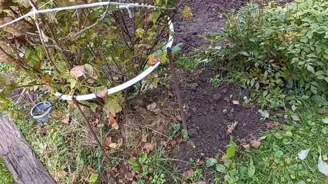 Перерабатываю груши/ Выкопали морковь/ Небольшой обход по огороду смотреть онлайн