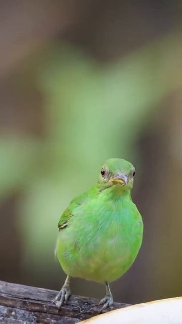 So beautiful Green Honeycreeper Bird 🐦😍 Turn on the volume 🔊 смотреть онлайн