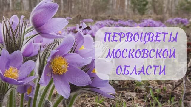 Прострел или сон-трава