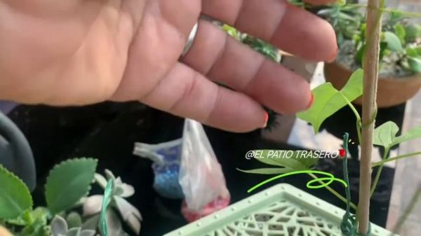 Ipomea: Morning Glory