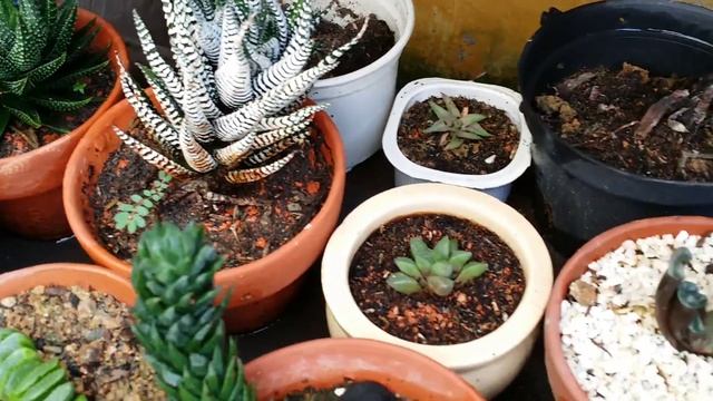 Haworthia collection смотреть онлайн